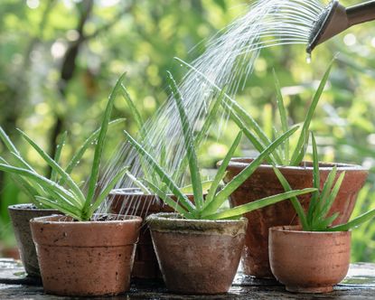 Working out how often to water an aloe vera plant