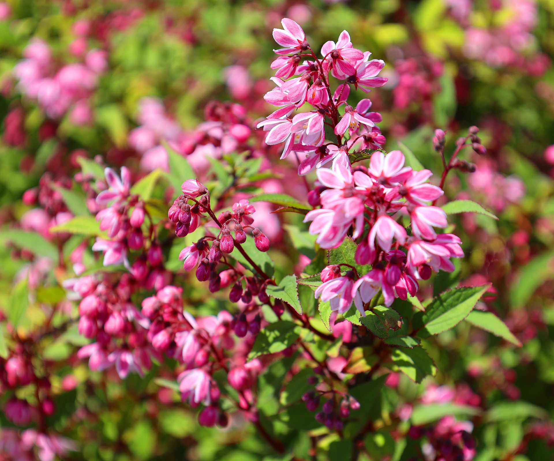 The two-toned pink flowers of Deutzia Yuki Cherry Blossom