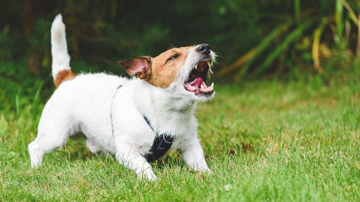 Jack Russell Terrier barking aggressively