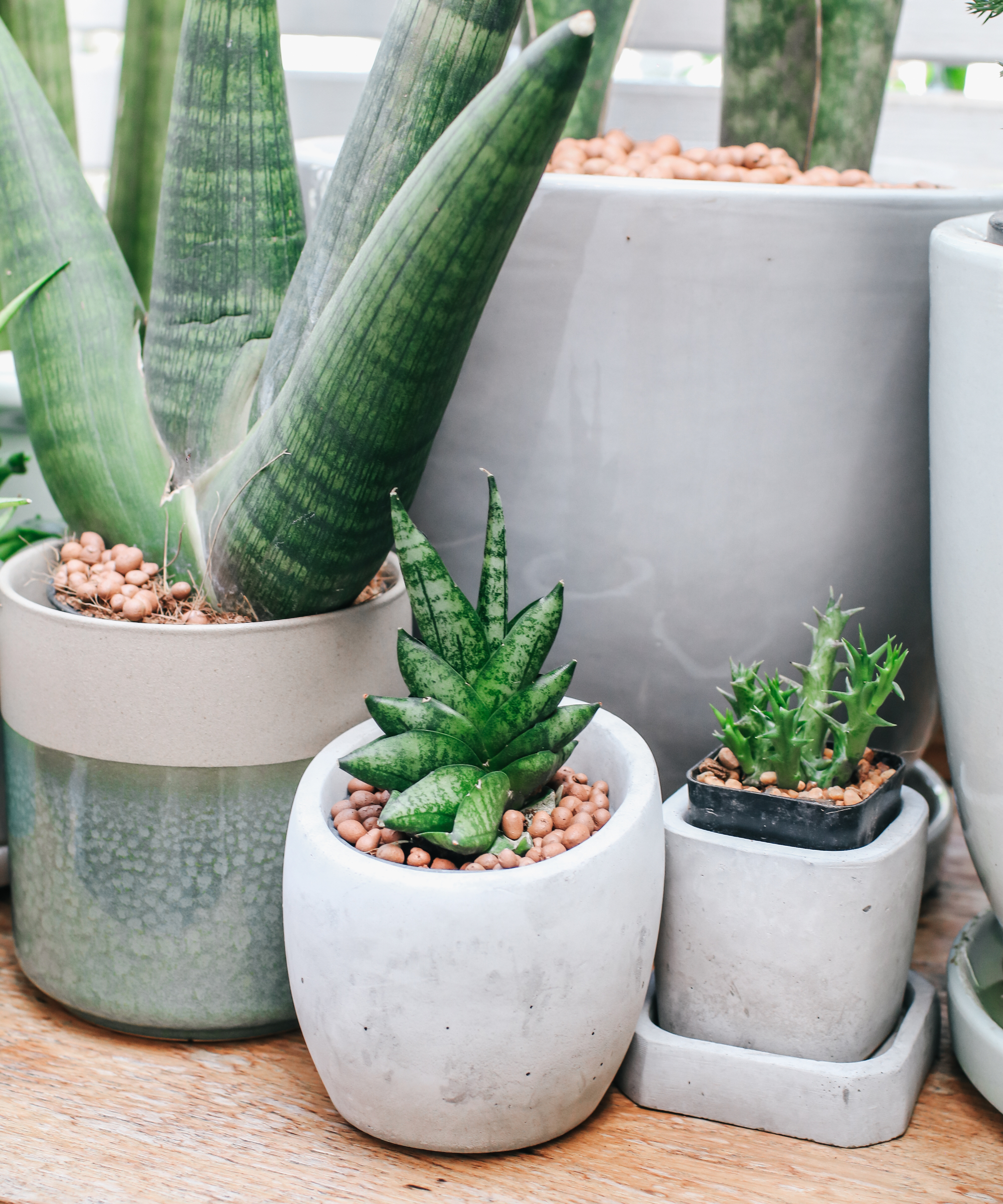 houseplant selection with clay LECA pebbles used as pot topping