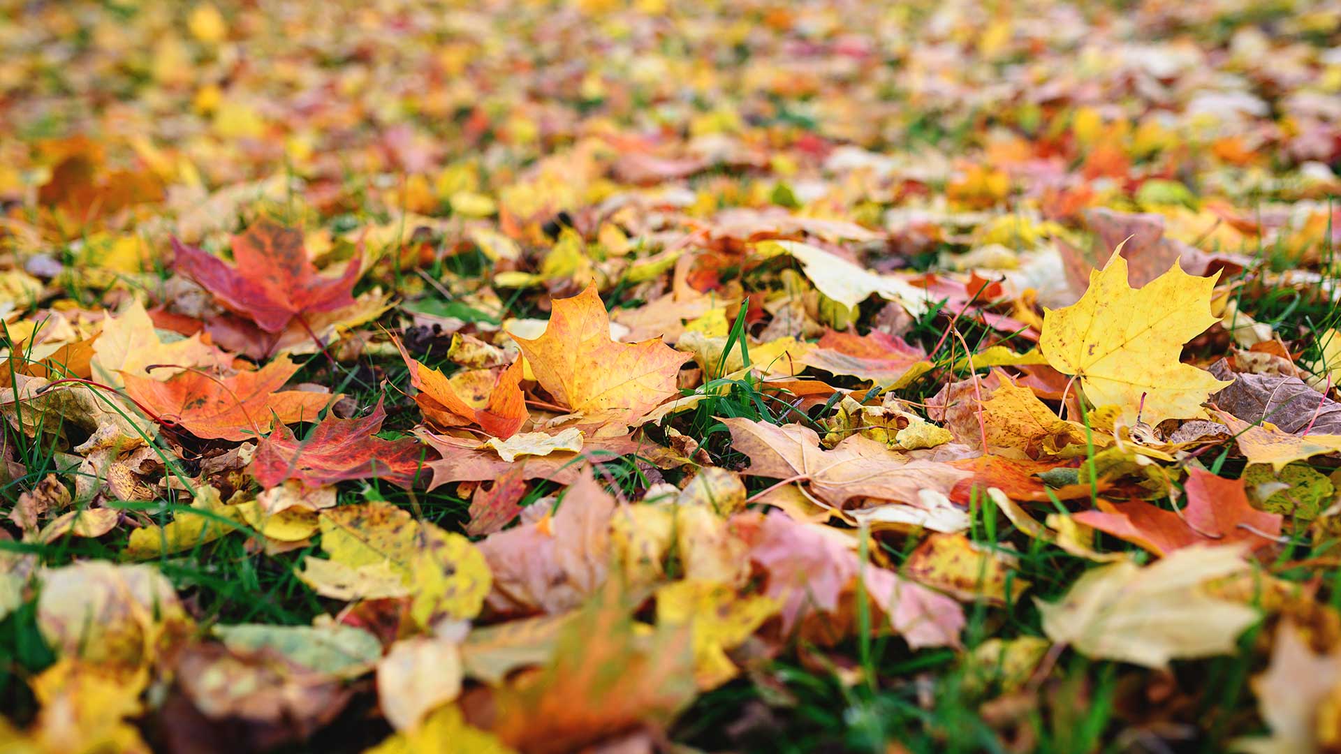 autumn leaves on grass