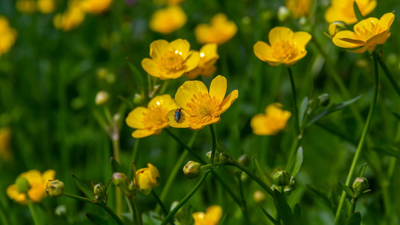 Insect on creeping buttercup