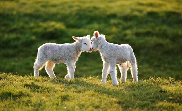 British lambs