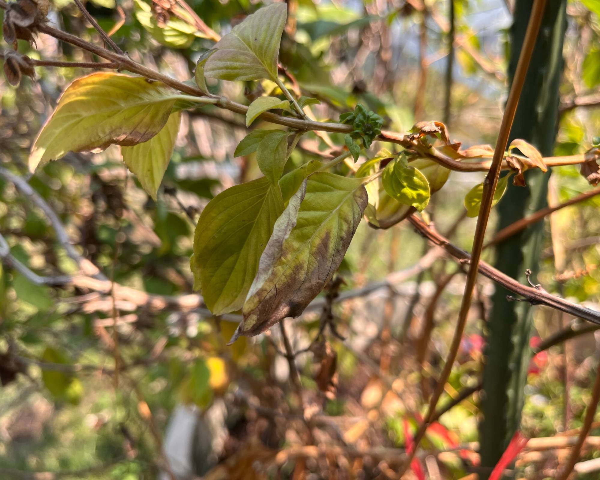 basil downy mildew progression