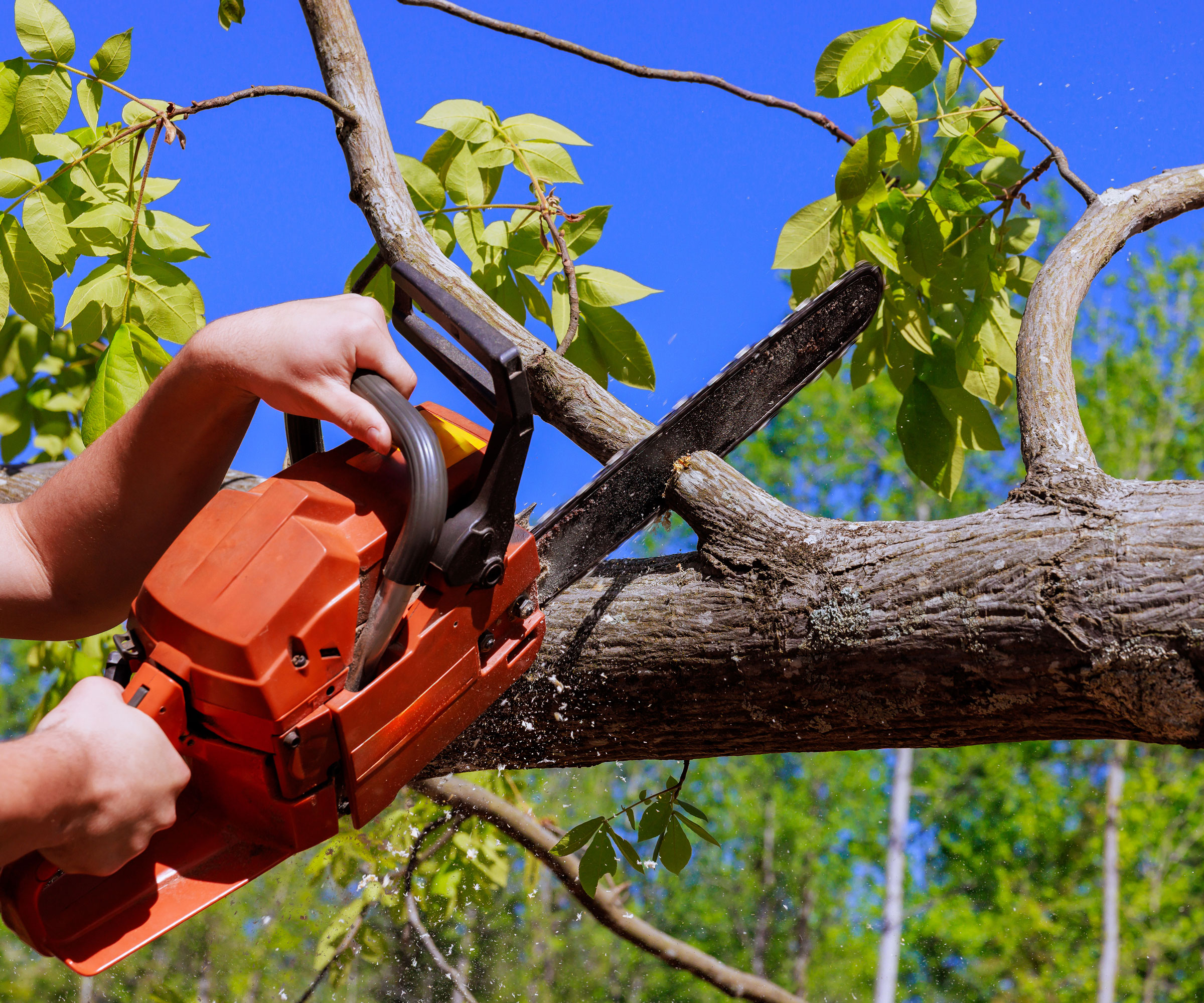someone using red chainsaw on thick branch of tree against backdrop of blue sky