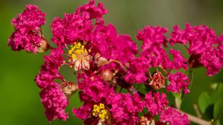 Crepe Myrtle