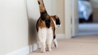 Rear view of calico cat