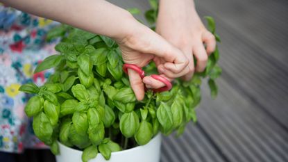 How to prune basil plant using pruners