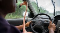 Pink flamingo sitting on lap of man driving car.