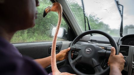Pink flamingo sitting on lap of man driving car.