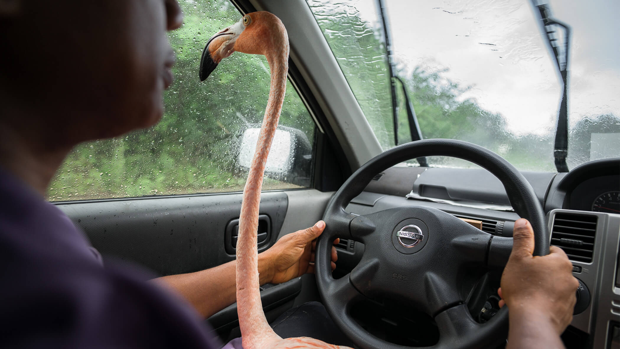 Pink flamingo sitting on lap of man driving car.