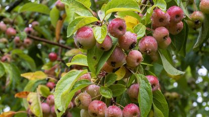 Closeup of crabapples amongst green leaves, wet with water drops after rain, on tree branch