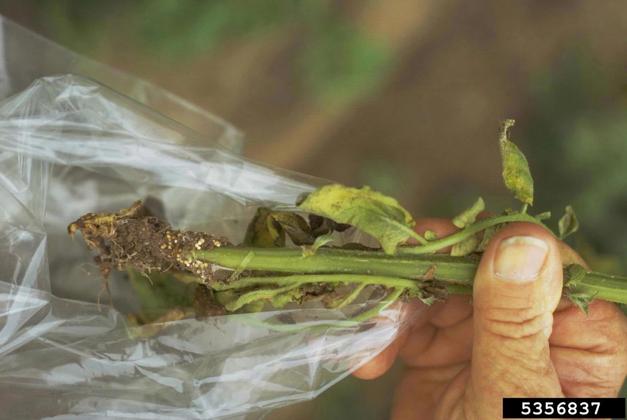 Southern Blight On Potato Plant