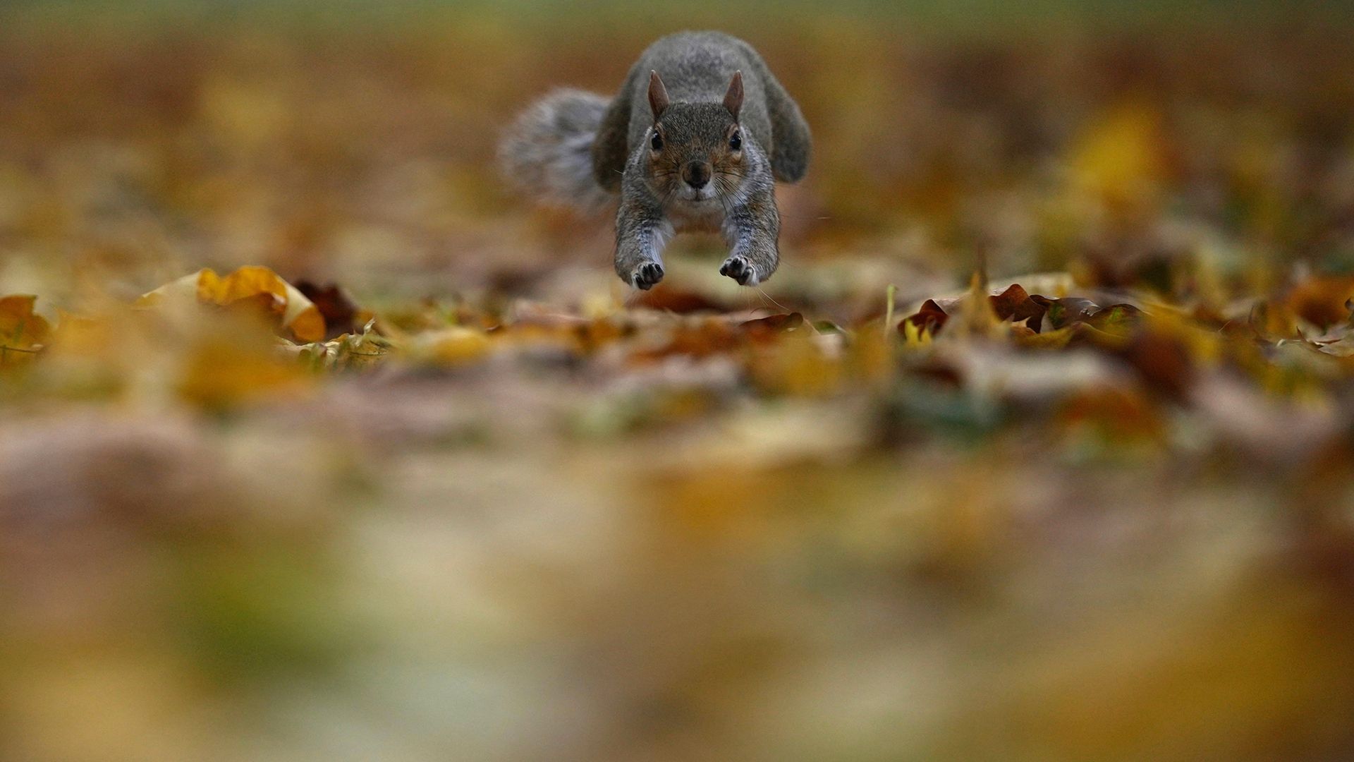 
                                A grey squirrel leaps through autumn leaves in London, United Kingdom
                            