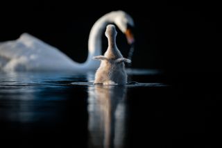 A swan and its mother on the Norfolk Broads by Jonathan Casey / British Photography Awards