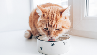 Ginger cat drinking water from a tap