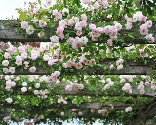 Cecile Brunner climbing rose growing over arbor