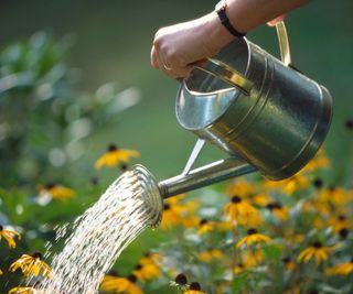 watering rudbeckias with metal watering can