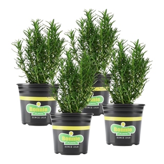 A set of rosemary plants