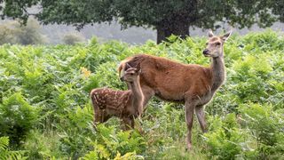 Red Deer Hind and her fawn