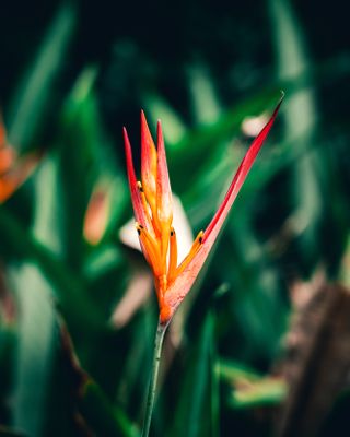 Birds of paradise house plant