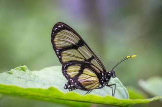 Close up of Glasswing butterfly, Greta oto