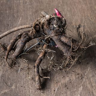 picture of a primrose root