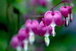 A close-up of a bleeding heart flower