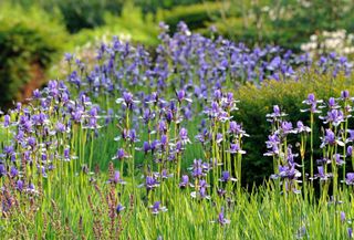 Lowther Castle Gardens,Cumbria. ©Val Corbett / Country Life