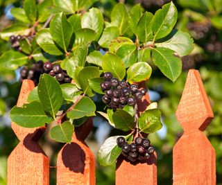 chokeberry growing along garden fence