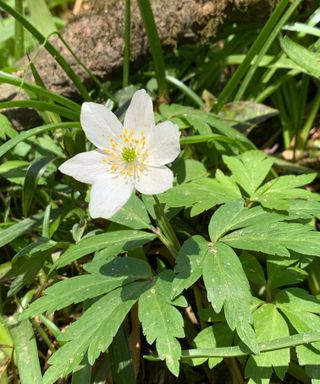 wood anemone planted in the ground