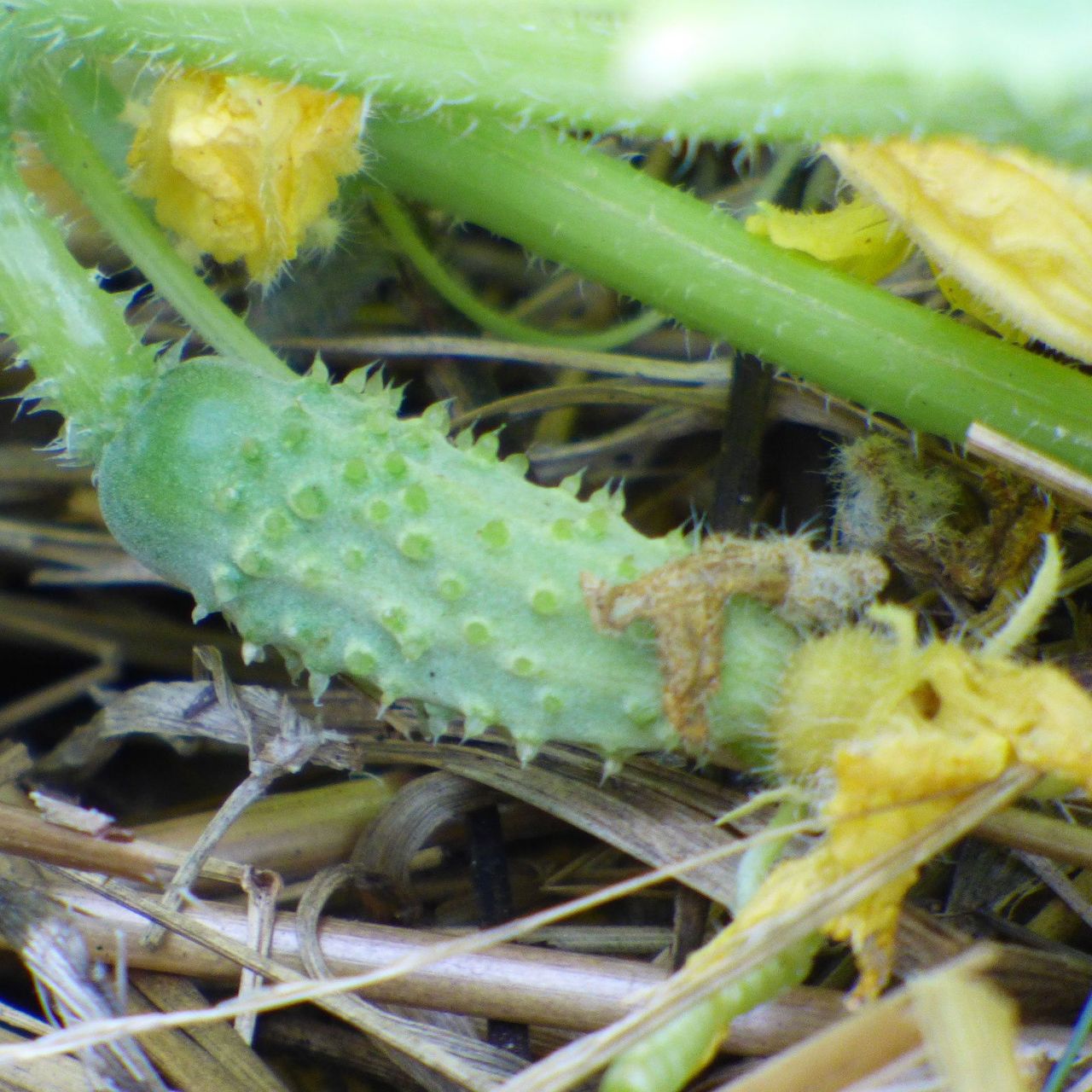 Prickly Tiny Cucumbers