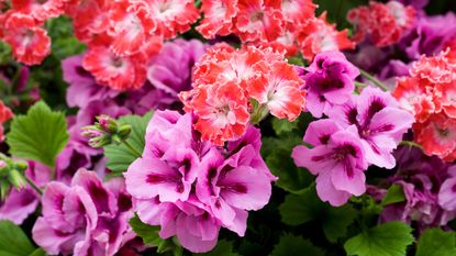 How to overwinter geraniums such as 'Joy' and 'Lavender Grand Slam' is a perennial question for gardeners