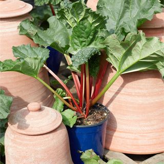 Rhubarb growing in a pot