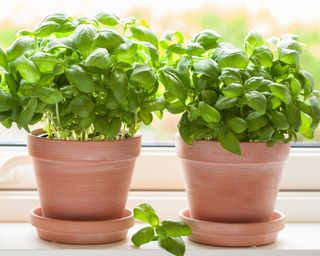 Learning how to grow basil indoors on the windowsill