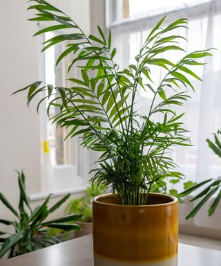 A fern plant in a large pot