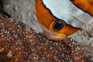 Parental Devotion, underwater photography