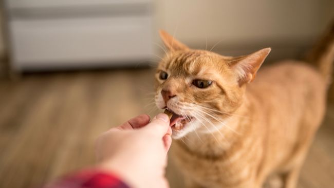 Picture of How to help an anxious cat: 20 practical tips | PetsRadar