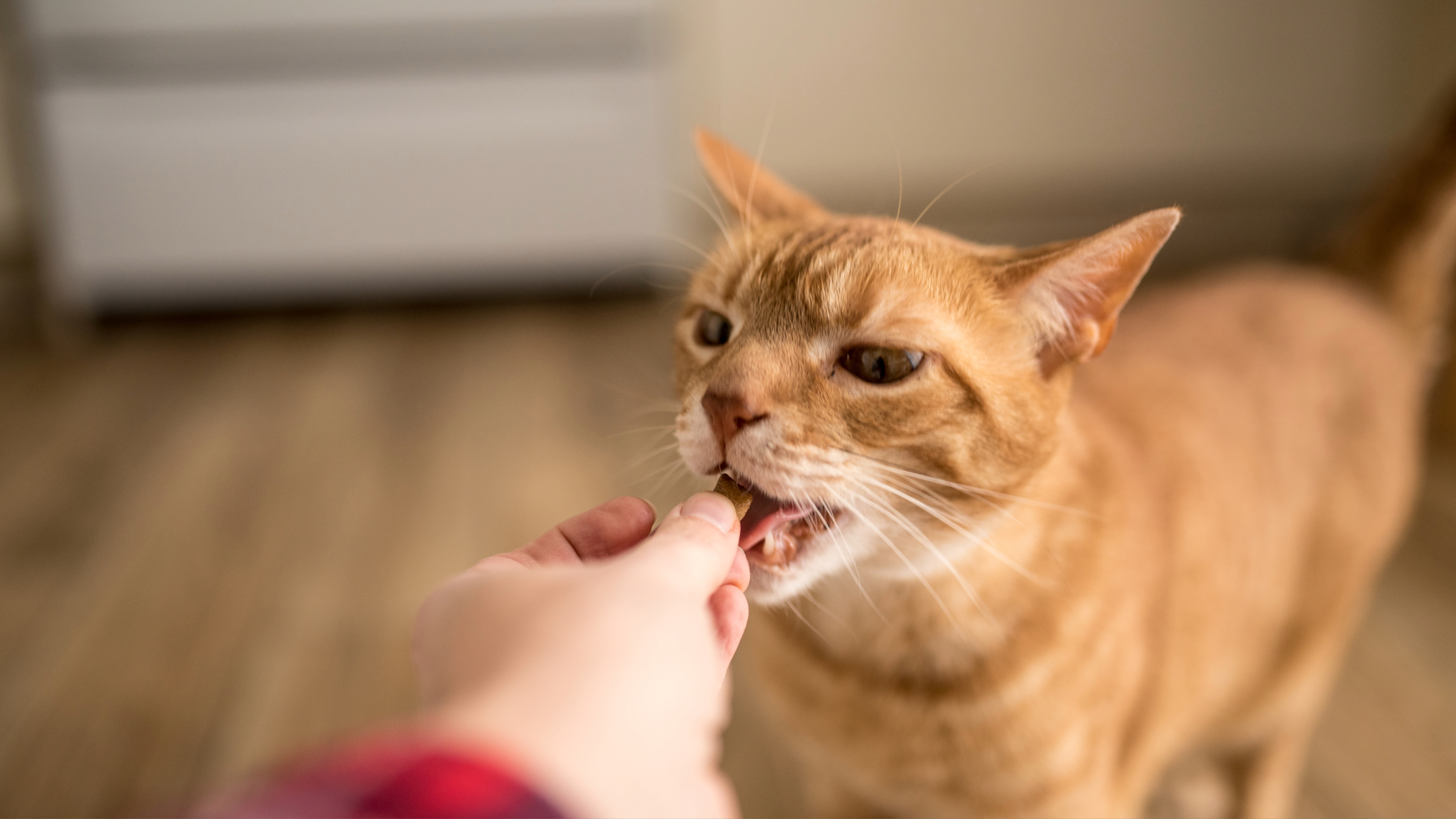 Ginger cat taking treat from owner's hand