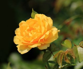 Yellow floribunda rose in bloom