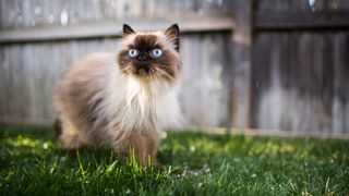 A himalayan cat looks alert outdoors on short-cropped grass