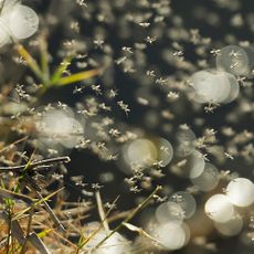 Mosquito swarm by grass blurred