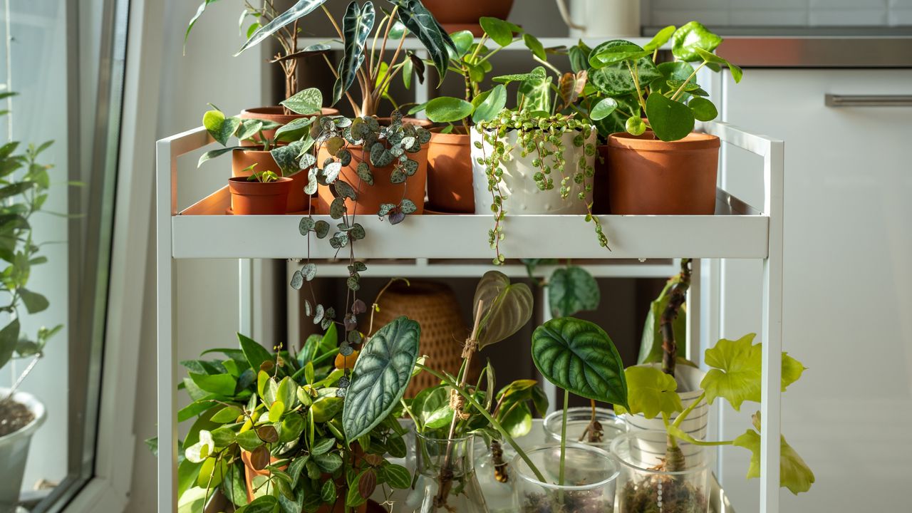 Small houseplants on white rolling cart