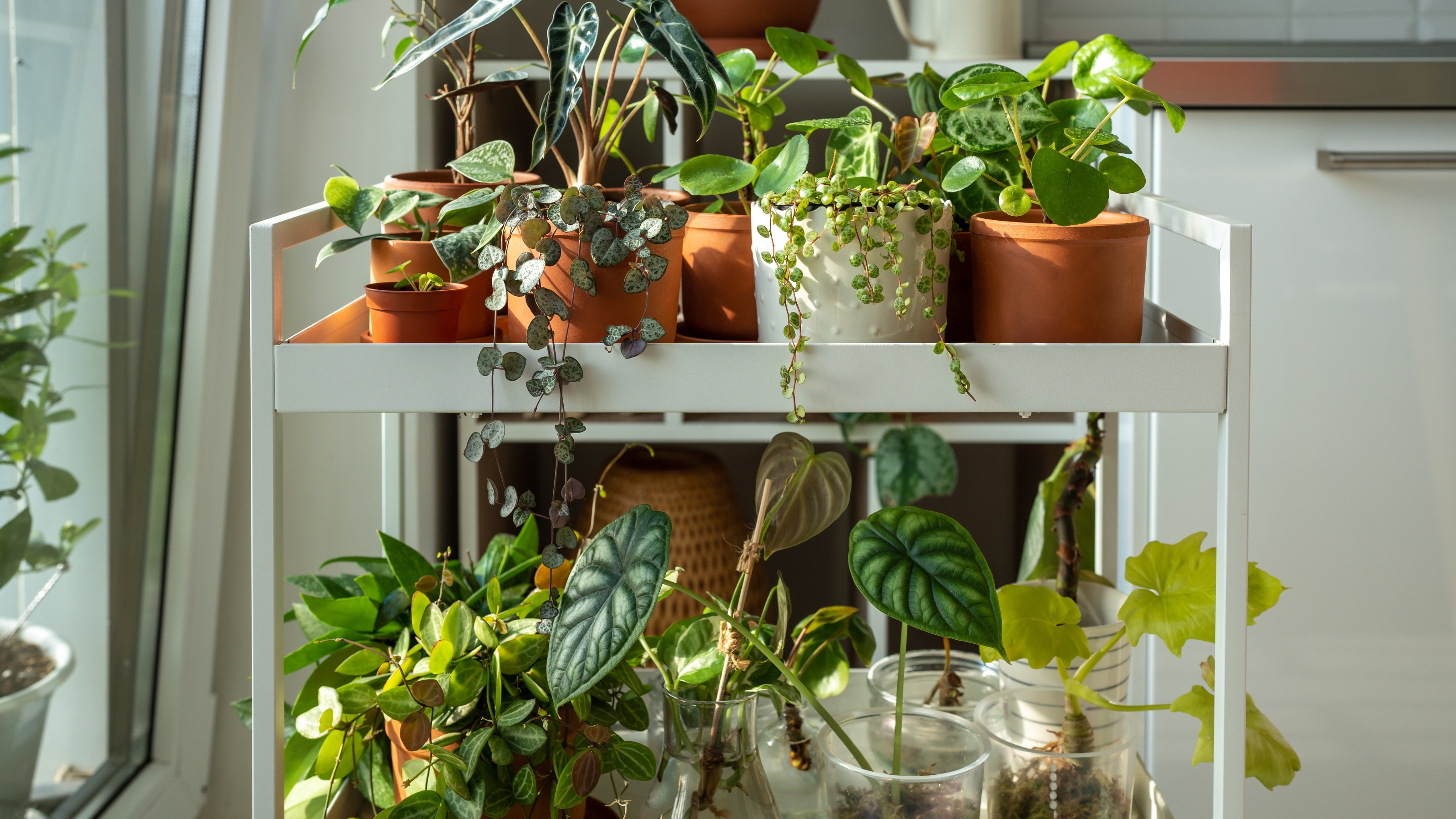 Plant hack! Get a jewelers magnifying glass to see plant pests! :  r/houseplants