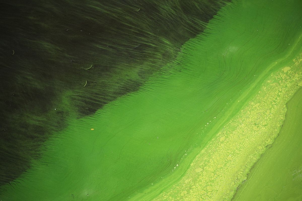 Gobs of algae are causing problems in Florida. Here, green algae blooms create a striking view at the Port Mayaca Lock and Dam on Lake Okeechobee on July 10, 2018.