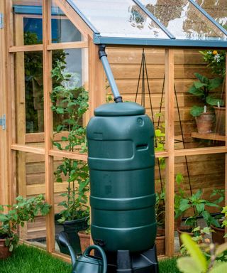 lean-to greenhouse with water butt