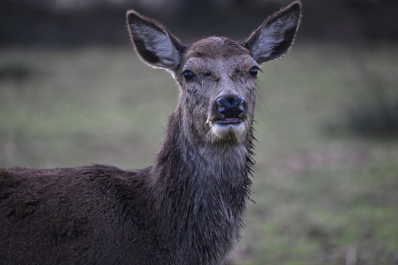 Nikon Z9 review: image samples
