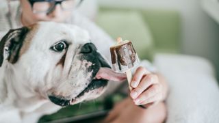 ways to keep your pet entertained when you're not there