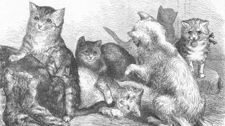 Drawing of cats at the very first cat show, in 1871