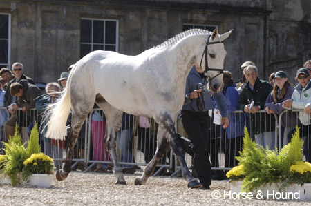 Lenamore trotting up at Badminton